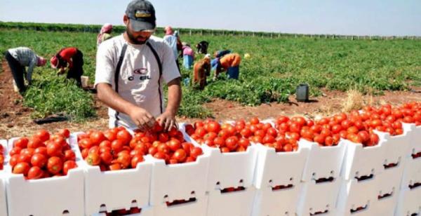 الطماطم المغربية تتلقى ضربة موجعة بروسيا وخسائر فادحة تنتظر المنتجين