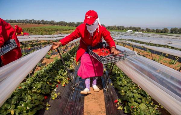 "الفراولة" تتسبب في تفريخ فيروس كورونا بالغرب وعدد الإصابات الجديدة يدق ناقوس الخطر