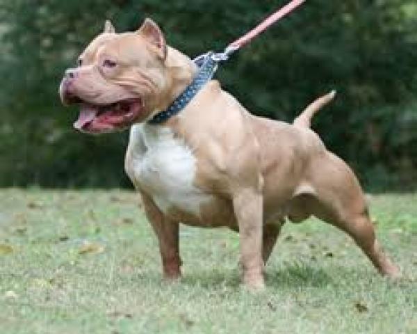 منحرف يطلق كلبه "بيتبول" على رجل أمن ويصيبه بشكل بليغ