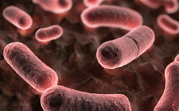 هل المغرب مهدد بوباء الطاعون ؟