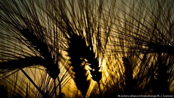 علماء يكتشفون وجود الخبز قبل ظهور الزراعة