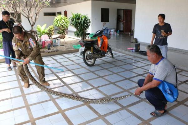 بالفيديو: إخراج ثعبان ضخم من غسالة اختبأ داخلها