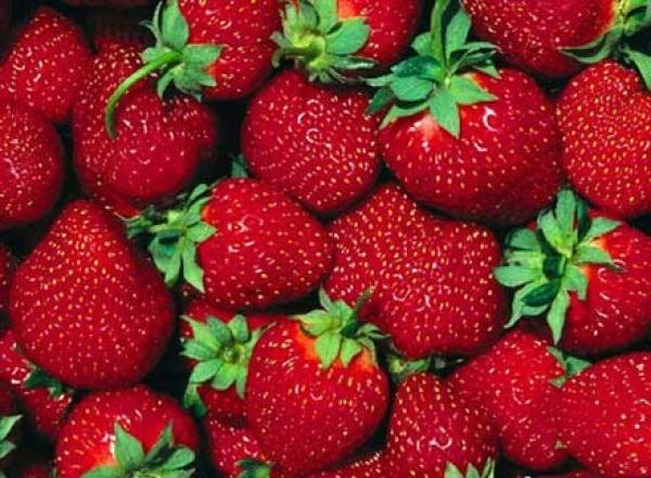 هولندا تحقق رقما قياسيا فى إنتاج الفراولة