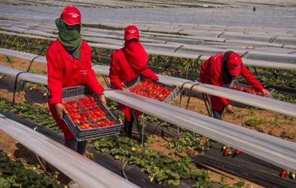 بعد التحرش الجنسي..الحكومة في ورطة جديدة بسبب عاملات الفراولة في الحقول الإسبانية