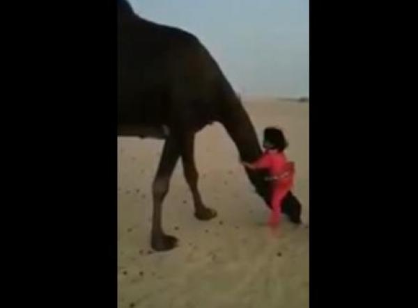 بالفيديو ....ناقة ترمي طفلة وتدهسها أمام والدها