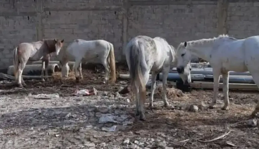 سابقة .. مزاد علني لخيول مهملة في طنجة يثير السخرية