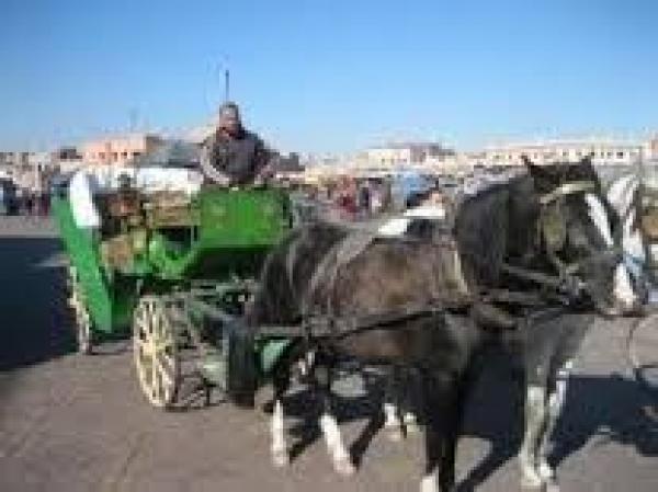 الدارالبيضاء الكبرى...المواطنون في انتظار حملة ضد سائقي "الكوتشي والعربات المجرورة بالحمير والبغال