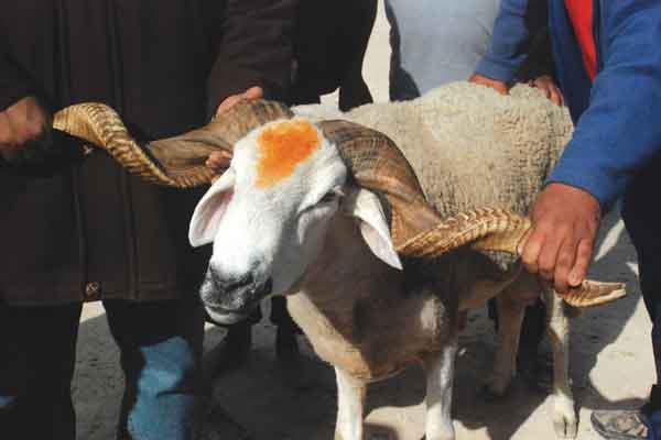 جدل كبير بعد إجازة فقيه مغربي الإقتراض لشراء أضحية العيد وهكذا علق "الكنبوري"