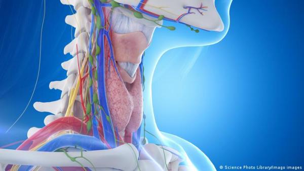 مرض هاشيماتو.. حين تبدأ الغدة الدرقية بتدمير نفسها