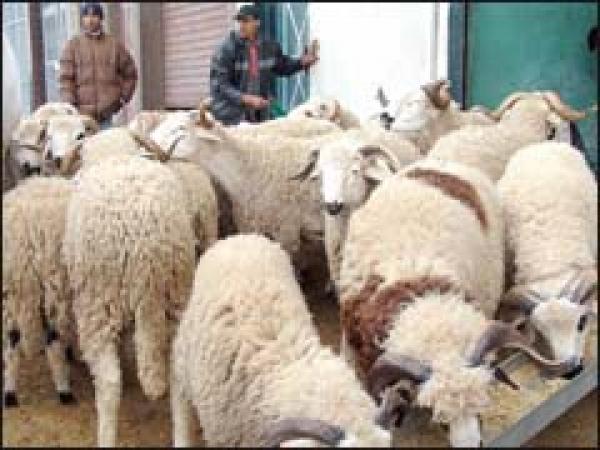 أرقام هاتفية لضمان السلامة الغذائية في عيد الأضحى