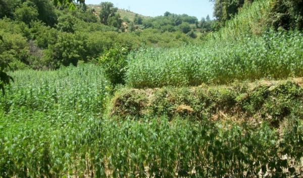 النقاط الرئيسية في مشروع تقنين "الكيف" بالمغرب؟