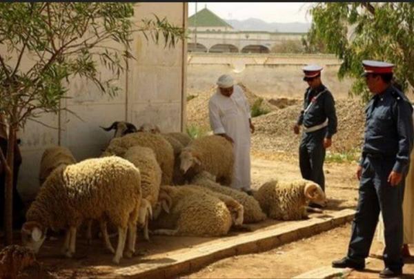 حملات واسعة للدرك تطيح بلصوص المواشي "الفراقشية" وبعشريني بحوزته كمية من "الكوكايين"