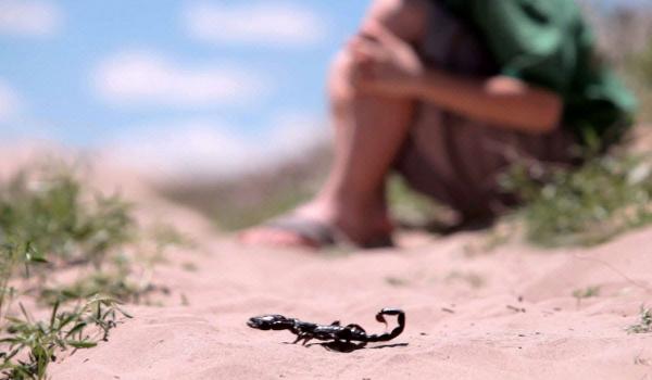 لسعة عقرب تنهي حياة طفل وغياب المصل يعود للواجهة ويضع الدكالي أمام امتحان عسير!