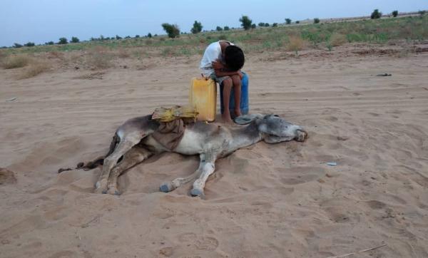 هذه حقيقة صورة طفل يَبكي حمارًا نافقًا في المغرب بسبب موجة الجفاف