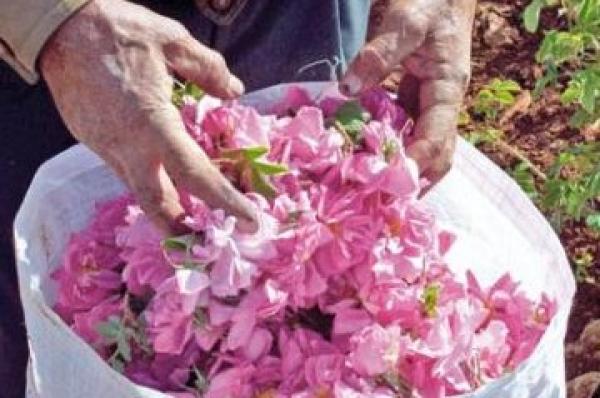 تخصيص 64ر22 مليون درهم لتطوير إنتاج الورد العطري لقلعة مكونة وتحسين جودته