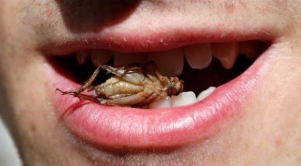 شركة بلجيكية جديدة تضع الصراصير على قائمة الطعام