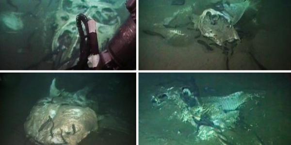 اكتشاف مقبرة في أعماق المحيط الأطلسي لعمالقة البحار