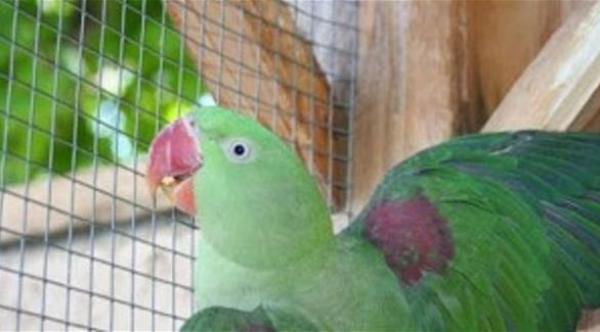 الشرطة الهندية تستدعي "ببغاء" متهم بـ"سوء السلوك"