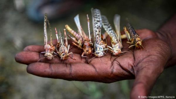 الاتحاد الأوروبي يضيف "الجراد" إلى قائمة الطعام