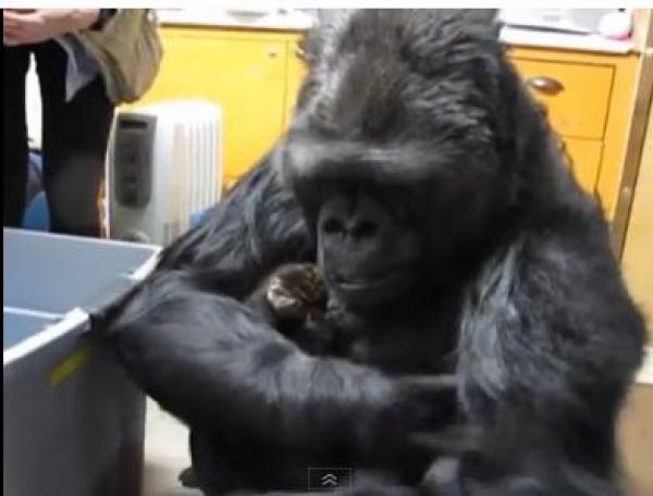بالفيديو: غوريلا تتبنى قطتين اشتياقاً لأمومتها