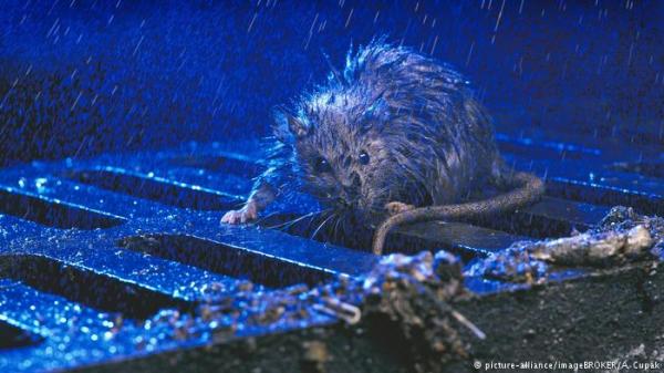 أول إصابة بشرية في العالم بالتهاب الكبد الوبائي "هـ" لدى الفئران