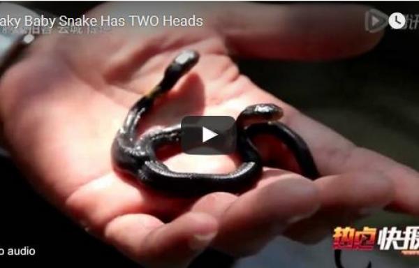 بالفيديو: العثور على أفعى برأسين في الصين