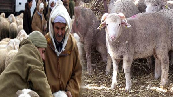 فيدرالية المواشي تكشف الثمن الحقيقي للأغنام المستوردة بعد الدعم الحكومي