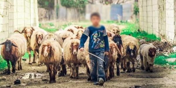 عاجل... الوكيل العام للملك يدخل على خط قضية القاصر راعي الغنم المغتصب وظهور معطيات مثيرة