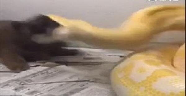 بالفيديو .. لحظة هجوم ثعبان ذهبي على كلب