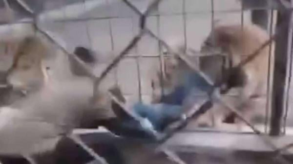 نمر يلتقط طفلاً من قدميه في حديقة حيوان ببغداد… مشاهد توثق الحادث