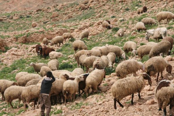 خطير...مقتل  راعي غنم رميا بالحجارة وسرقة قطيع اغنامه