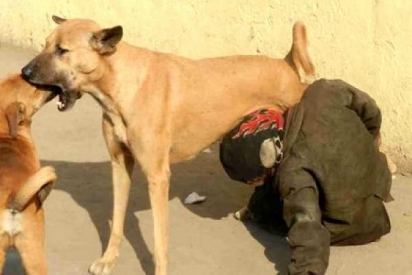 وزارة الداخلية: هذه حقيقة صورة المشرد الذي يحاول شرب الحليب من ثدي كلبة ضالة