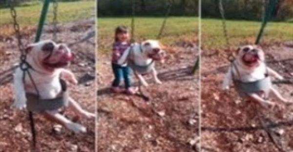 بالفيديو.. الكلب الأمير يستمتع بالأرجوحة ويشعل أمريكا