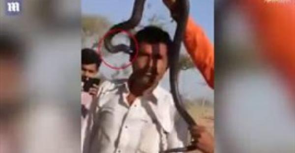 بالفيديو.. قبلة مميتة من كوبرا تودي بحياة رجل