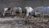 سابقة .. مزاد علني لخيول مهملة في طنجة يثير السخرية